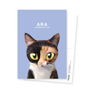 Ara the domestic cat Postcard