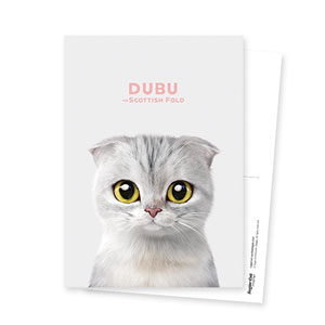 Dubu the Scottish Fold Postcard