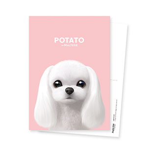 Potato the Maltese Postcard