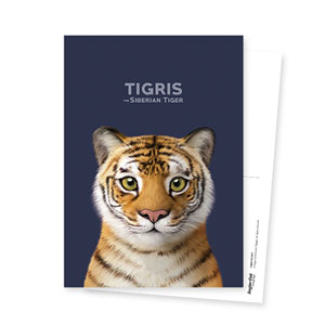 Tigris the Siberian Tiger Postcard