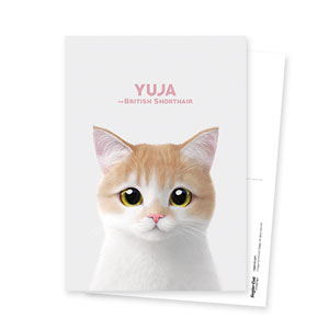 Yuja the British Shorthair Postcard
